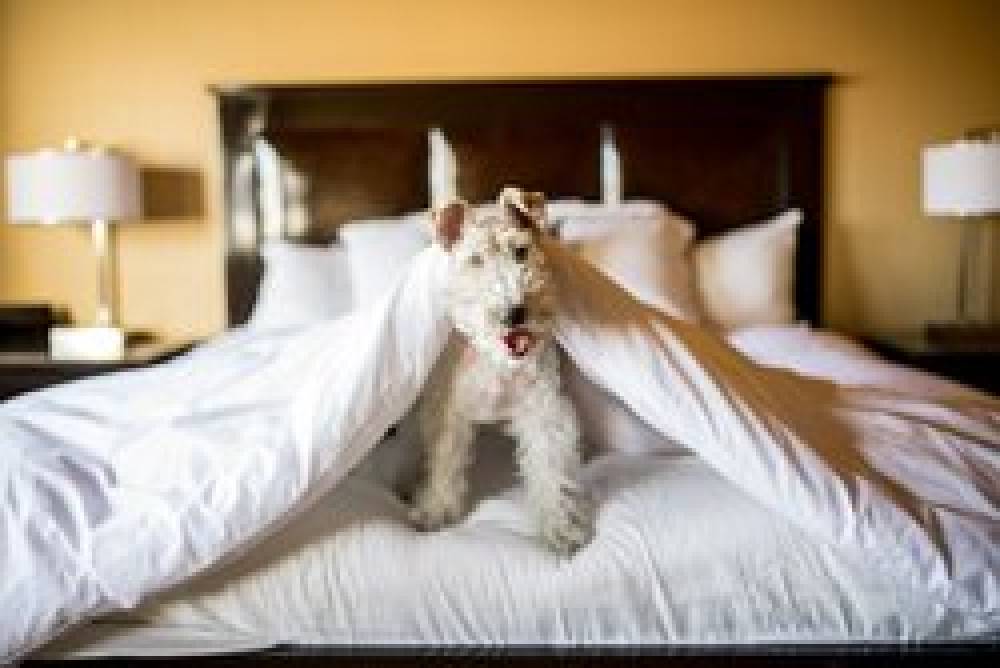 Craddick Terry Hotel Lynchburg A Tribute Portfolio Hotel 3