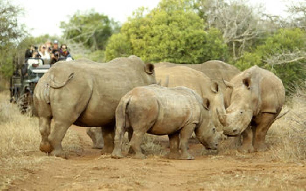 Thanda Safari 7