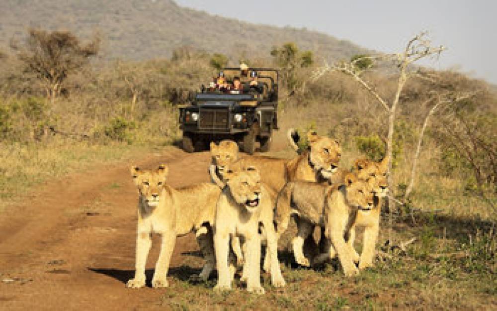 Thanda Safari 2